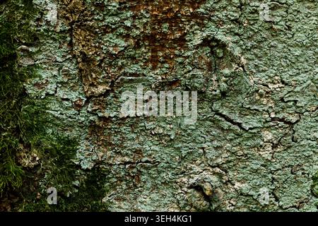 Tree moss bark texture background close up natural wood pattern Stock Photo