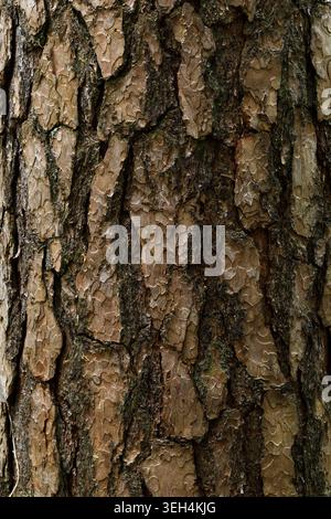 Tree bark texture background close up natural wood pattern Stock Photo