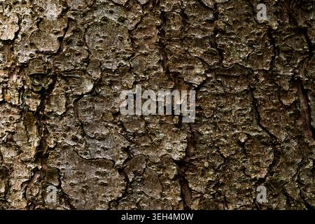 Tree bark texture background close up natural wood pattern Stock Photo