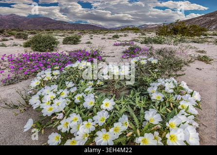 Delicate primroses and soft pink desert sand verbenas carpet the sandy slopes of Anza Borrego State Park Stock Photo