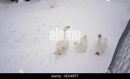 High angle view of white domestic geese in fresh snow. One bird sits while others stand, looking around. Minimalist composition with white and orange Stock Photo