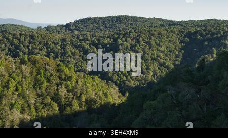 High-angle full-frame view of a dense and lush green temperate forest canopy covering rolling hills under warm sunlight in the wilderness of Chile. Stock Photo