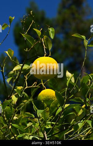 Pomelo fruit (citrus maxima) growing on a tree Stock Photo