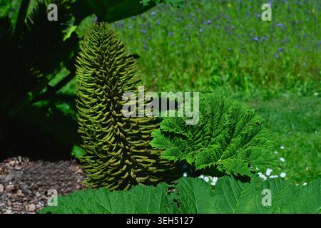 Gunnera which looks like giant rhubarb grows. Botanical Garden, Frankfurt, Germany, Europe Stock Photo