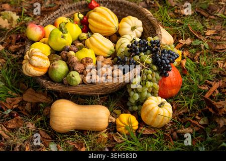 Rustic autumn harvest basket with ornamental gourds, fresh grapes, pears, apples, and walnuts arranged outdoors on fallen leaves. Latin Ornamental Gou Stock Photo