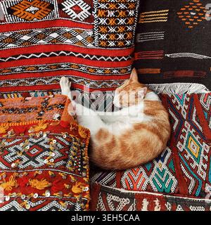 Sleeping cat on colorful Moroccan textiles in Chefchaouen — a peaceful moment amid traditional woven patterns.— 3 August 2025. Stock Photo
