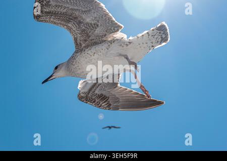 Seagull flying against deep blue sky with sunlight from below Stock Photo