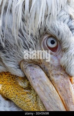 View of an extreme close-up of a pelican's head focusing on its blue eye and white feathers in Mulhouse, Grand Est, France. Stock Photo