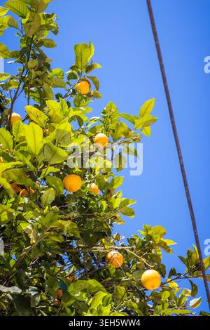 Lemons growing on a tree in Hydra, Greece. Stock Photo