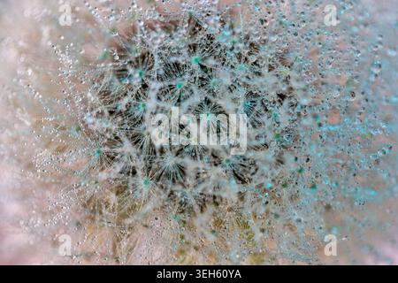 View of a dandelion seed head covered in sparkling morning dew drops with soft turquoise highlights Wittenheim, Grand Est, France. Stock Photo