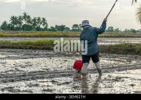 Farmer removing excess water from muddy paddy field before rice sowing reflecting traditional farming practices and rural agricultural work Stock Photo
