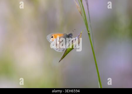 View of a small orange butterfly perched on a green grass stem against a soft blurred background in Wittenheim, Grand Est, France. Stock Photo
