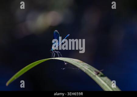 View of a blue damselfly with iridescent wings perched on a curved green leaf against a dark blurred background in Wittenheim, Grand Est, France. Stock Photo