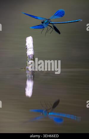 View of a vibrant blue damselfly hovering over a wooden stick with its reflection on the calm water surface in Wittenheim, Grand Est, France. Stock Photo