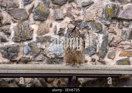 View of a majestic Eurasian eagle-owl perched on a wooden beam against a textured stone wall in Selestat, Grand Est, France. Stock Photo