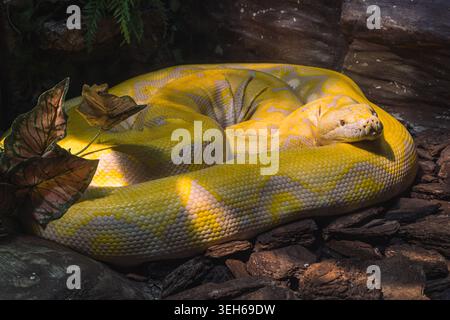 Albino Reticulated Python resting coiled with bright yellow scales in a shaded habitat Stock Photo