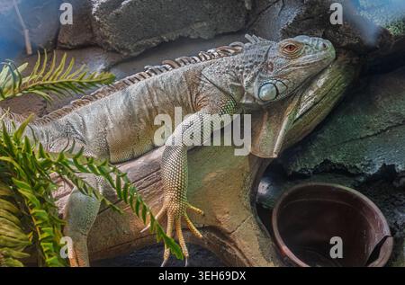 Green iguana resting on a sturdy tree branch among rocks and tropical foliage in its enclosure Stock Photo