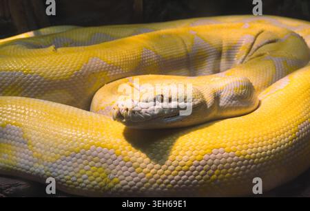 Close-up view of albino Reticulated Python resting coiled with bright yellow scales in a shaded habitat Stock Photo