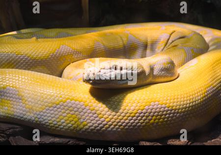 Close-up view of albino Reticulated Python resting coiled with bright yellow scales in a shaded habitat Stock Photo