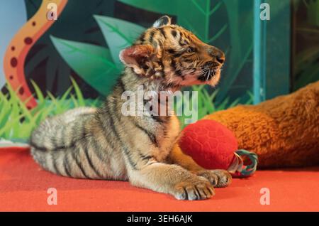 Baby tiger cub observes surroundings while lounging on a red mat with a toy in an indoor exhibit Stock Photo
