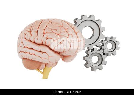 Cognitive Processing And Mental Productivity Concept. Human Brain With Metallic Gears Symbolizing Thinking, Automation And Problem Solving On Clean Wh Stock Photo