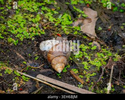 Empty brown snail shell on damp dark soil surrounded by green moss and fallen decaying autumn leaves on the forest floor Stock Photo