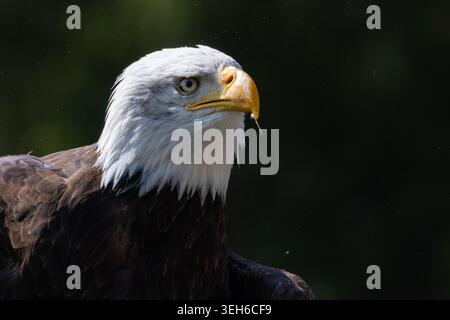 View of a majestic bald eagle in profile with its iconic white head and sharp yellow beak against a dark background in Selestat, Grand Est, France. Stock Photo