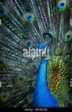 Close-up of a male peacock with dazzling blue neck and fanned tail feathers showing vivid eye patterns in a dramatic natural display. Stock Photo