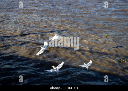 Four white birds glide low over a rippling water surface, creating a natural wildlife scene with soft light, motion, and textured blue-brown reflectio Stock Photo