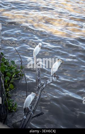 Three white egrets rest on weathered branches beside calm rippling water, creating a serene nature scene with soft reflections and natural textures. Stock Photo