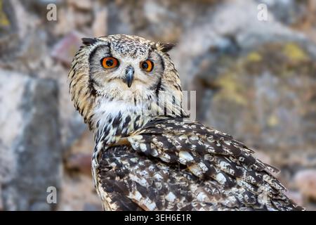 View of a majestic Eurasian eagle-owl with bright orange eyes and detailed plumage perched against a rocky background in Selestat, Grand Est, France. Stock Photo