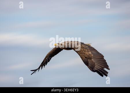 View of a majestic white-tailed eagle soaring through the cloudy sky with its wings fully extended in Selestat, Grand Est, France. Stock Photo