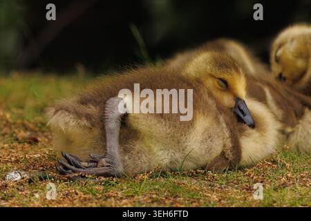 Heartwarming close-up of a fluffy Canada goose gosling (Branta canadensis) napping on grass and sandy ground, with eyes closed and webbed feet visible Stock Photo