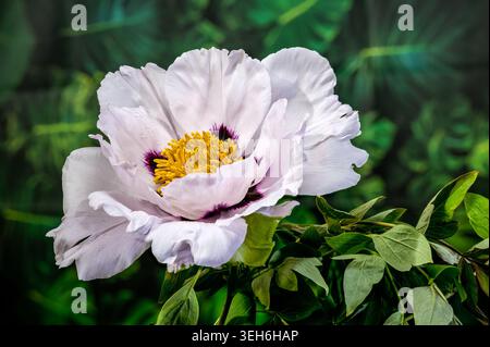 A stunning white tree peony in full bloom featuring a dark purple center and yellow stamens, with delicate water drops on the petals against a lush gr Stock Photo