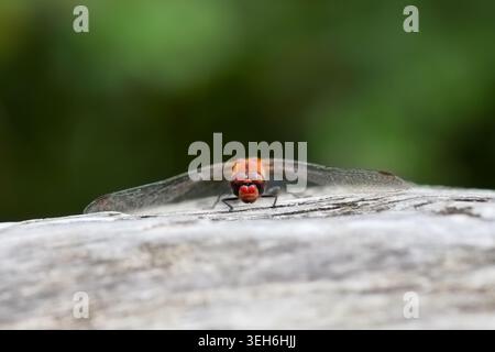 Red dragonfly resting on weathered wood in frontal view Stock Photo
