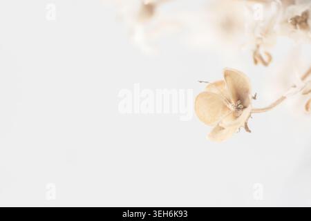 Dry flower buds on stems macro background with copy space on light backdrop front view Stock Photo