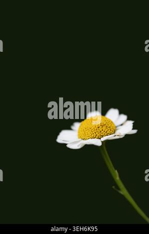 White chamomile daisy flower with green stem isolated on dark background with copy space vertical view Stock Photo