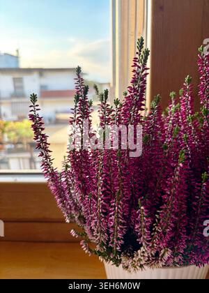 Close-up of a pink Calluna vulgaris plant with vibrant flowers in a pot, placed by a sunny indoor window. Stock Photo