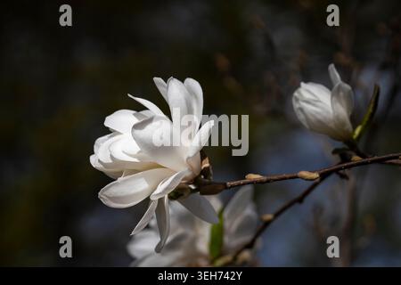 White Magnolia × loebneri ‘Merrill’ blossoms glowing in soft spring sunlight against a dark, dreamy background. Stock Photo
