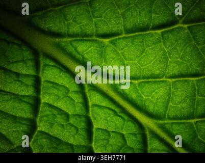 Extreme macro shot of a green leaf texture with veins backlit by light Stock Photo