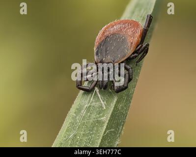 Female castor bean tick (Ixodes ricinus) climbing on a blade of grass, macro shot Stock Photo