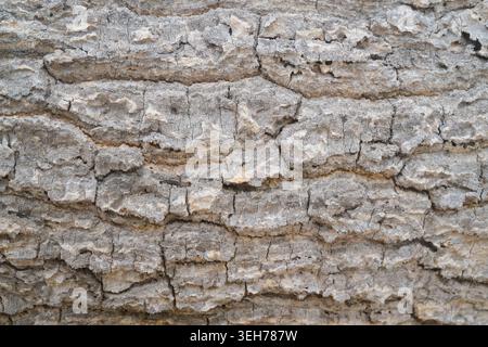 Tree bark grey texture Stock Photo