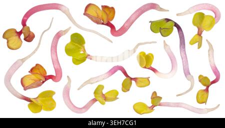 Radish microgreens isolated on white background with clipping path Stock Photo