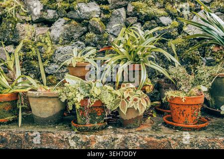 Traditional Terracotta Pots Against a Basalt Stone Wall Stock Photo