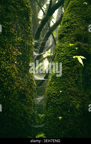 A detailed view of moss-covered tree trunks with a delicate spiderweb glistening with dew in a dense, green forest setting. Stock Photo