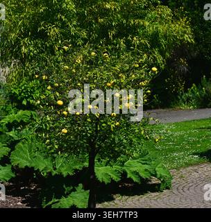 Pomelo fruit (citrus maxima) growing on a tree Stock Photo