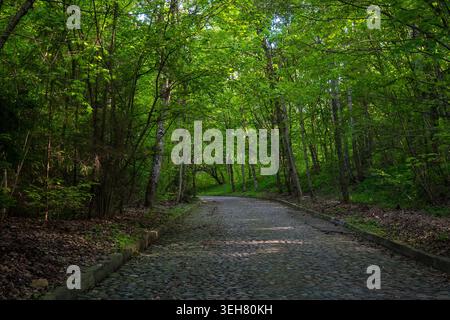 A wide stone path stretches through a green forest. Trees stand tall on both sides, filled with fresh leaves. Sunlight filters through branches, creat Stock Photo