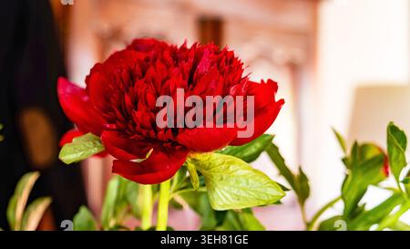 Vibrant red peony flower in full bloom Stock Photo