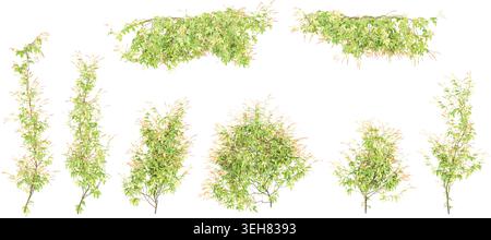 Fire vine creeper plants with transparent background, 3d rendering Stock Vector