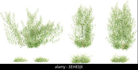 set of Asiatic jasmine green creepers with roots, 3d rendering Stock Vector